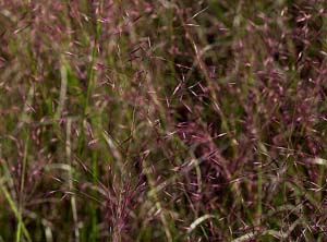 Ticklegrass, Small Bentgrass,
Winter Bentgrass /
Agrostis hyemalis